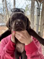 Dolly—- AKC Chocolate Lab Puppy | Champion Bloodlines | Ready March 20, a female Labrador Retriever for sale in Dawsonville, GA – Photo 4 of 6