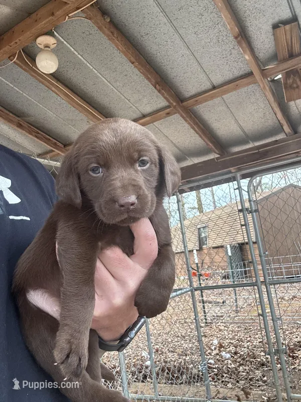 Dolly—- AKC Chocolate Lab Puppy | Champion Bloodlines | Ready March 20