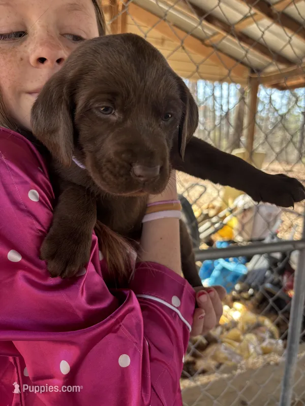 Lucy- AKC chocolate lab puppy , a female Labrador Retriever for sale in Dawsonville, GA – Photo 1 of 4