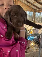 Lucy- AKC chocolate lab puppy , a female Labrador Retriever for sale in Dawsonville, GA – Photo 1 of 4