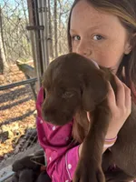 Lucy- AKC chocolate lab puppy , a female Labrador Retriever for sale in Dawsonville, GA – Photo 4 of 4