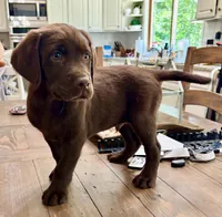 Lucy- AKC chocolate lab puppy , a female Labrador Retriever for sale in Dawsonville, GA – Photo 2 of 4