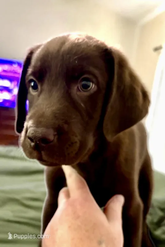 AKC chocolate lab- Cloey , a female Labrador Retriever for sale in Dawsonville, GA – Photo 1 of 3