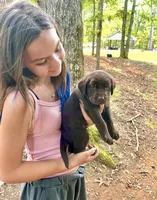 AKC chocolate lab- Cloey , a female Labrador Retriever for sale in Dawsonville, GA – Photo 3 of 3