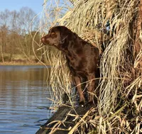 Dolly—- AKC Chocolate Lab Puppy | Champion Bloodlines | Ready March 20, a female Labrador Retriever for sale in Dawsonville, GA – Photo 5 of 6