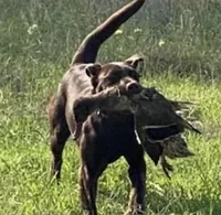 Dolly—- AKC Chocolate Lab Puppy | Champion Bloodlines | Ready March 20, a female Labrador Retriever for sale in Dawsonville, GA – Photo 6 of 6