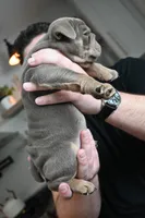 Ophelia , a female English Bulldog for sale in Candia, NH – Photo 3 of 9