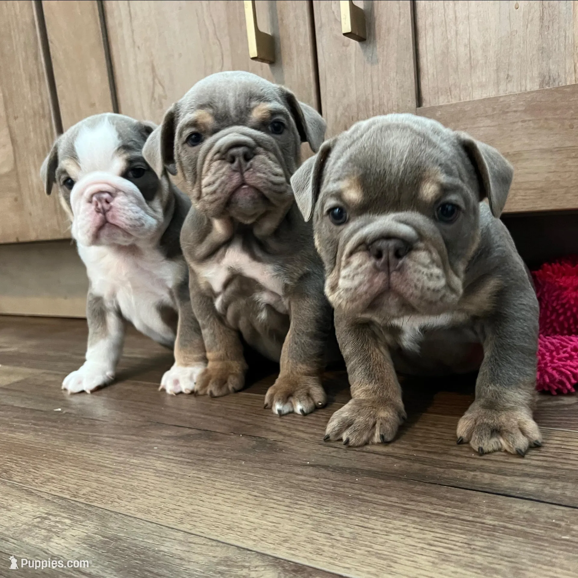 Ophelia , a female English Bulldog for sale in Candia, NH – Photo 7 of 9