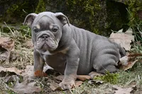 Ophelia , a female English Bulldog for sale in Candia, NH – Photo 2 of 10