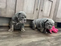 Ophelia , a female English Bulldog for sale in Candia, NH – Photo 8 of 9