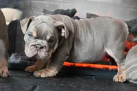 Ophelia , a female English Bulldog for sale in Candia, NH – Photo 5 of 10