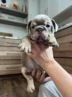 Ophelia , a female English Bulldog for sale in Candia, NH – Photo 5 of 9