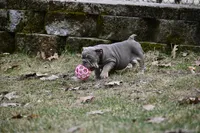 Ophelia , a female English Bulldog for sale in Candia, NH – Photo 4 of 10