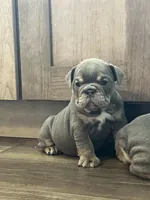Ophelia , a female English Bulldog for sale in Candia, NH – Photo 4 of 9