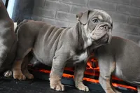 Ophelia , a female English Bulldog for sale in Candia, NH – Photo 6 of 10