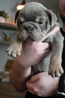 Ophelia , a female English Bulldog for sale in Candia, NH – Photo 1 of 9