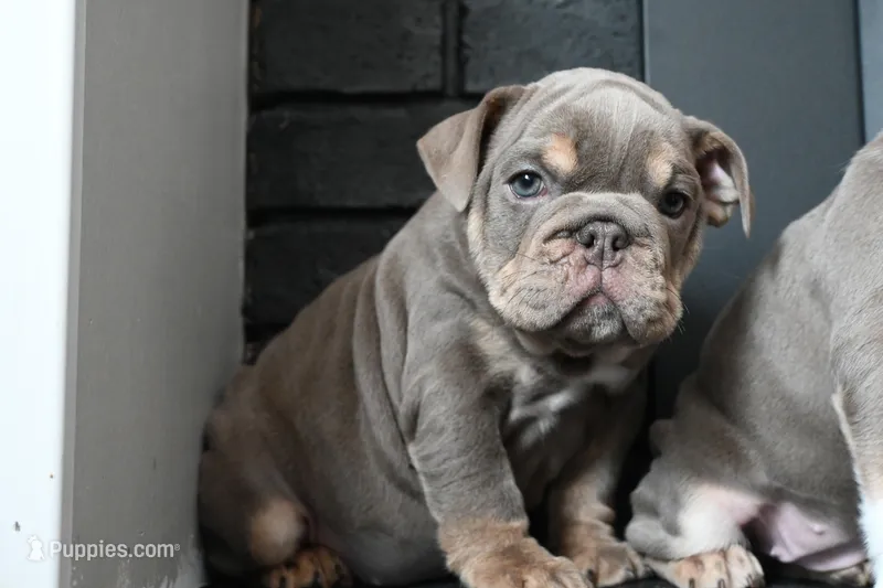Ophelia  – English Bulldog puppy for sale in Candia, NH