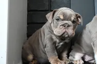 Ophelia , a female English Bulldog for sale in Candia, NH – Photo 1 of 10