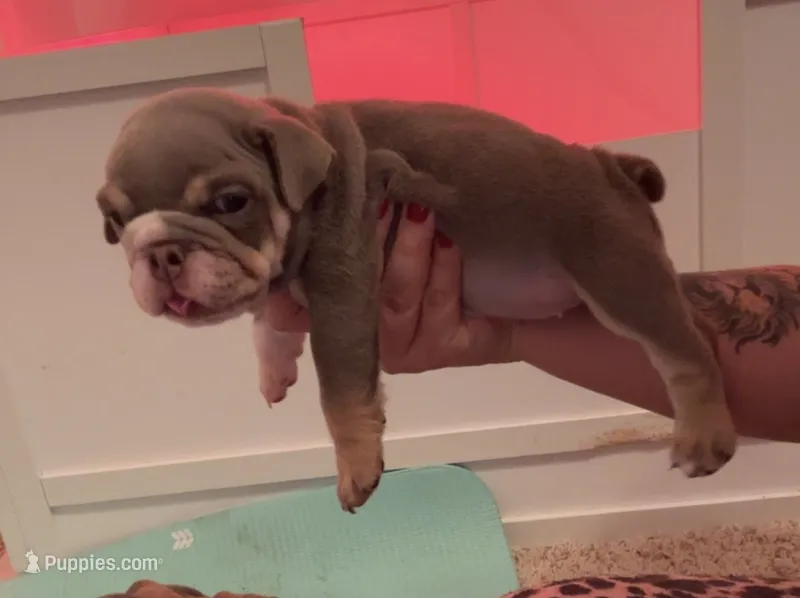 Ziti – English Bulldog puppy for sale in Candia, NH