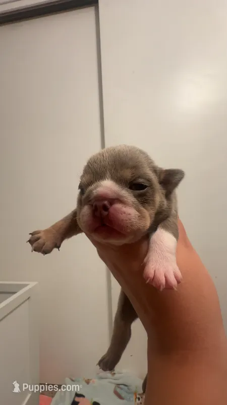 Ziti – English Bulldog puppy for sale in Candia, NH