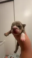 Ziti, a female English Bulldog for sale in Candia, NH – 1 of 6
