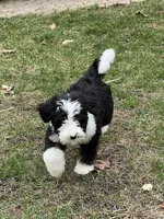 Pretzel , a male Bernedoodle for sale in Candia, NH – Photo 2 of 3