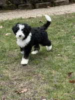 Pretzel , a male Bernedoodle for sale in Candia, NH – Photo 1 of 3
