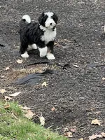 Pretzel , a male Bernedoodle for sale in Candia, NH – Photo 3 of 3