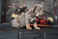 Rosalie , a female English Bulldog for sale in Candia, NH – Photo 1 of 10