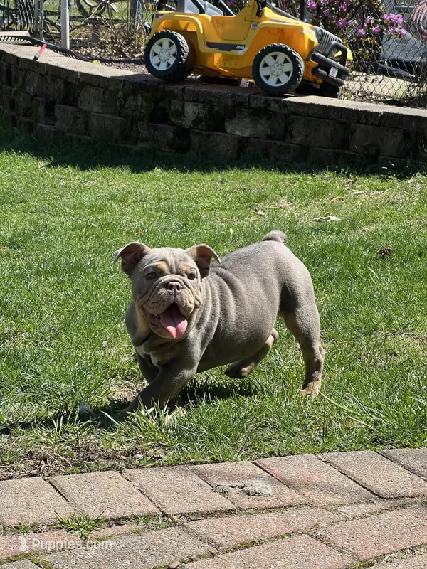 Rosalie  – English Bulldog puppy for sale in Candia, NH
