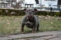 Rosalie , a female English Bulldog for sale in Candia, NH – Photo 4 of 10