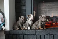 Rosalie , a female English Bulldog for sale in Candia, NH – Photo 6 of 10