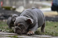 Rosalie , a female English Bulldog for sale in Candia, NH – Photo 5 of 10