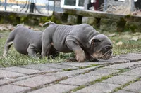 Rosalie , a female English Bulldog for sale in Candia, NH – Photo 3 of 10
