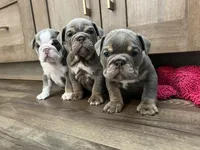 Rosalie , a female English Bulldog for sale in Candia, NH – Photo 5 of 7