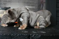 Rosalie , a female English Bulldog for sale in Candia, NH – Photo 2 of 10