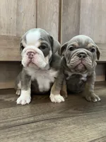 Rosalie , a female English Bulldog for sale in Candia, NH – Photo 3 of 7