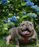 Rosalie , a female English Bulldog for sale in Candia, NH – Photo 7 of 7
