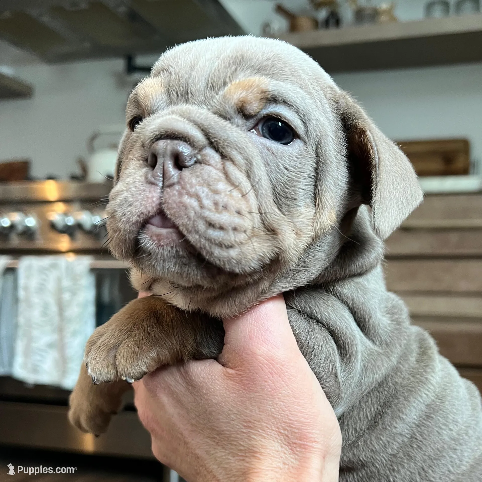 Rosalie  – English Bulldog puppy for sale in Candia, NH
