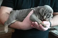 Ophelia , a female English Bulldog for sale in Candia, NH – Photo 3 of 7