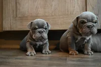 Ophelia , a female English Bulldog for sale in Candia, NH – Photo 6 of 7