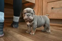 Ophelia , a female English Bulldog for sale in Candia, NH – Photo 5 of 7