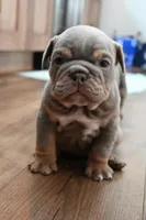 Ophelia , a female English Bulldog for sale in Candia, NH – Photo 4 of 7