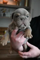 Ophelia , a female English Bulldog for sale in Candia, NH – Photo 2 of 7