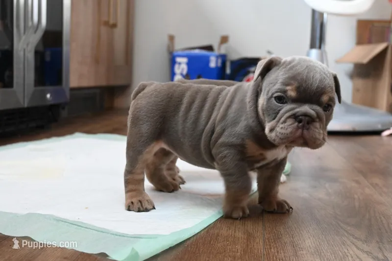 Ophelia , a female English Bulldog for sale in Candia, NH – Photo 1 of 7