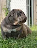 Darla , a female English Bulldog for sale in Candia, NH – Photo 6 of 6