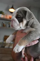 Darla , a female English Bulldog for sale in Candia, NH – Photo 3 of 6