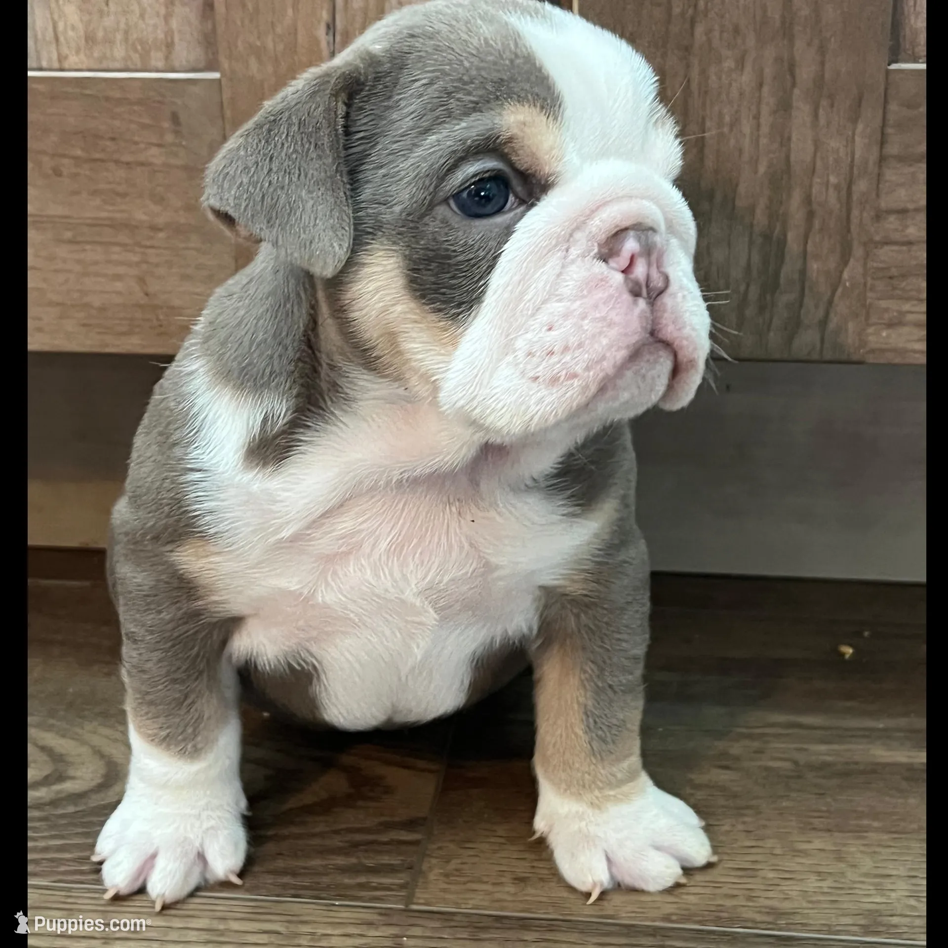 Darla , a female English Bulldog for sale in Candia, NH – Photo 5 of 10