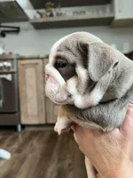 Darla , a female English Bulldog for sale in Candia, NH – Photo 7 of 10