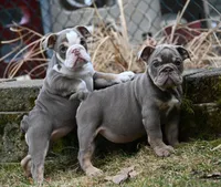 Darla , a female English Bulldog for sale in Candia, NH – Photo 2 of 10